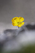 Yellow flower growing between stones, Val Sassa, Swiss Nationalpark, Engadin, Graubuenden, Grisons, Switzerland, Alps