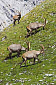 Grazing Ibex, Capra Ibex, Val Mueschauns, Fuorcla Val Sassa, Swiss Nationalpark, Engadin, Graubuenden, Grisons, Switzerland, Alps