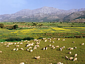 Sheep herd, Dikti Mountains, Lassithi Plateau, Crete, Greece