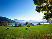 Cows grazing in field, Tegernsee, Upper Bavaria, Germany