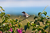 Sardinian Warbler, Sylvia melanocephala, Sardinia, Italy