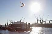 Gull, seagull, river Elbe, St. Pauli, Hamburg