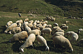 Flock of sheep, Passo Pordoi, Dolomites, Italy, Europe