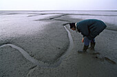 Salzwiesen im Schlickwatt bei Ebbe, Wattenmeer, Deutschland