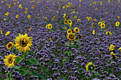 Sonnenblumenfeld mit Lavendel