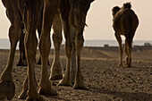 Dromedars, Erg Chebbi, Morocco