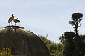 Storks couple on dome, Rabat, Morocco