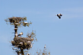 Storks and birds on tree, Rabat, Morocco