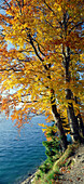 Herbstfärbung am Walchensee, Lkr. Garmisch, Oberbayern, Deutschland