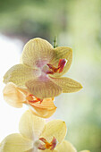Yellow orchid, close up