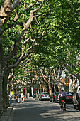 French Concession,Strasse in der Französische Konzession, Platanenallee, plane tree avenue in summer, pedestrian, auto, car, Strasse
