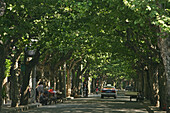 French Concession,Strasse in der Französische Konzession, Platanenallee, plane tree avenue in summer, Green, Grün