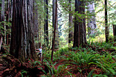 Redwoods im Prairie Creek Redwoods State Park, Kalifornien, USA