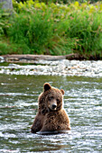 Braunbär, Grizzly im Rainbow River, Kenai Halbinsel, Alaska, USA