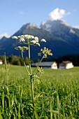 Wiesenblume blüht in der friedlichen Landschaft des Berchtesgardener Land, Bayern, Deutschland