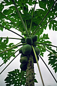 papaya, baum, atlantischer regenwald, sao paulo, brasilien
