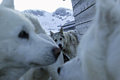 Huskies at Simonyhuette in front of Hallstaetter Gletscher, Dachstein, Austria