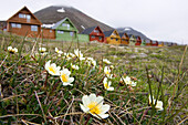 Flowers, Dryas octopetala, Longyearbyen, Spitsbergen, Norway