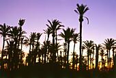 Palm tree grove,Elche,Province Alicante,Spain
