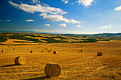 Cornfields near Tafalla,near Pamplona,Navarra,Spain