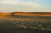Flock of sheep,near Candasnos,near Fraga,Ebro-Tal,Province Huesca,Aragon,Spain