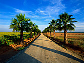 Palm avenue near Aznalcazar,Province Sevilla,Andalusia,Spain
