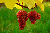 Grape-Vines near Riquewihr,Elsass,France