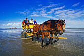 Horse-Drawn Carriage Ride to Island Neuwerk,National Park Hamburgisches Wattenmeer,Germany