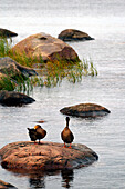 ducks on stone in the sea at Käsmu, Lahemaa NP, Estonia