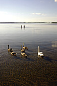 Swans on Saadjaerv Lake, Tartumaa, Estonia
