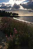 Blumen am Strand, Dirhami, Läänemaa, Westestland, Estland