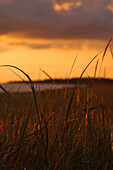 Strandgras am Strand beim Campingplatz Roosta bei Sonnenuntergang, Läänemaa, Westestland, Estland