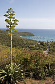 Agave & Antigua Coastline,View from Shirley Heights, Antigua