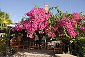 Eine mit Bougainvillea bedeckte Bar, Nelsons Dockyard, Englischer Hafen, Antigua