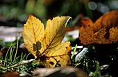 Herbstlaub, Ahornblatt im Detail