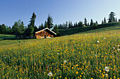 Alpine hut with field of flowers, Huberalm, Farrenpoint, Bavarian Alps, Upper Bavaria, Germany