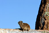 Rock Dassie ( Procavia capensis ), Gondwana Canon Park, Fish river canyon. Southern Namibia. Africa.