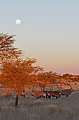 Oryx antelopes (oryx gazella) and fullmoon. Gondwana Kalahari Park. Kalahari Desert. Namibia. Afrika