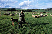 Shepherd in Hochrhön,Nahe Gersfeld, Rhön, Hesse, Germany