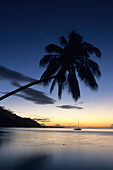 Kokospalme in der Abenddämmerung,Opunohu Bay, Moorea, Französisch Polynesien