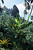 Bananenstaude und The Pinnacle,bei Hatiheu, Nuku Hiva, Marquesas, Französisch Polynesien