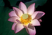 Lotus Blume, Lou Lim Ieoc Garden, Macao