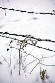 Stacheldraht mit Schnee, Bayern, Deutschland