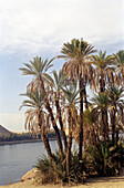 Palmen stehen am ruhigen Strom des Nil, Luxor, Ägypten
