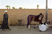 Men and a horse on the street, Luxor, Egypt