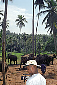 tourist, elefanten, nähe kandy, sri lanka