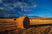Weizenfelder mit Strohballen, Ernte bei Tafalla bei Pamplona Navarra, Spanien, Europa