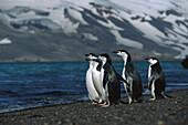 Zügelpinguine, Antarktis