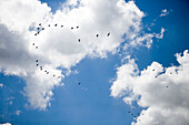 Swans Flying in Formation, Frisian Lake District, Netherlands