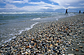 Muscheln am Strand von Jesolo mit Badegästen im Hintergrund, Venetien, Italien